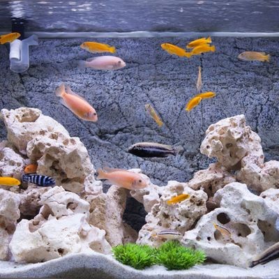 海沙造景魚缸藝術與技巧魚缸造景的藝術與技巧魚缸造景技巧：海沙造景魚缸怎么做