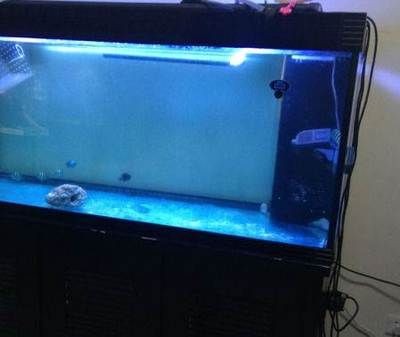 魚缸 出差：出差期間魚缸水質維護的詳細步驟，魚缸水質維護的詳細步驟