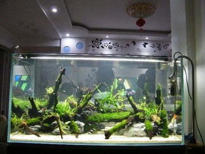 魚缸 出差：出差期間魚缸水質維護的詳細步驟，魚缸水質維護的詳細步驟