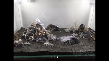 瘋狂石頭魚缸過濾器的工作原理是水族箱養護中的重要設備：瘋狂的石頭魚缸過濾器怎么選