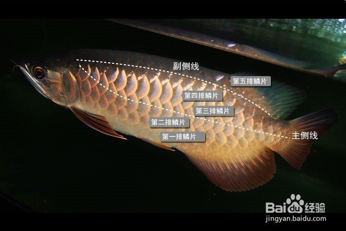 過背金龍魚幼魚