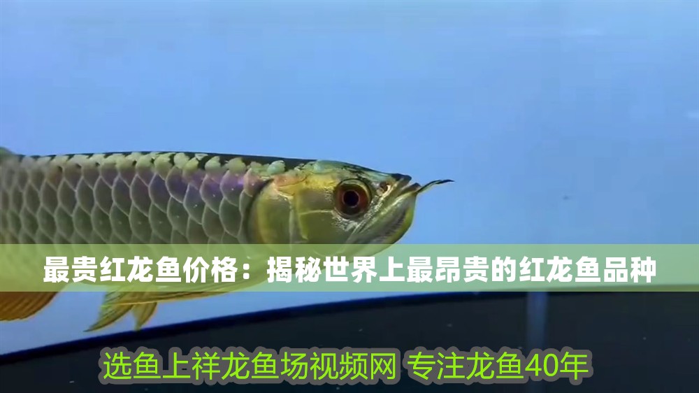 最貴紅龍魚價格：揭秘世界上最昂貴的紅龍魚品種