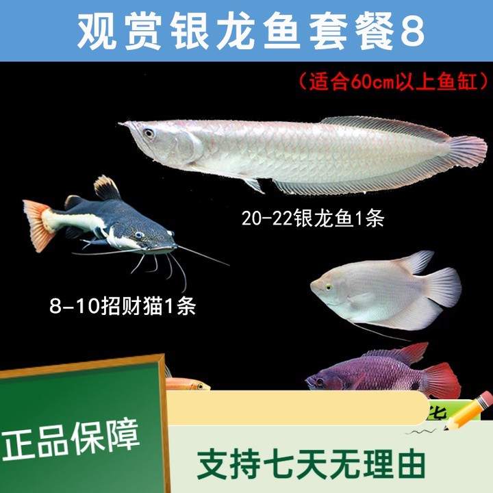 魚缸養的魚生病了怎樣治療呢（魚缸里的魚病了怎么救）（家養金魚爛尾巴怎么辦？）