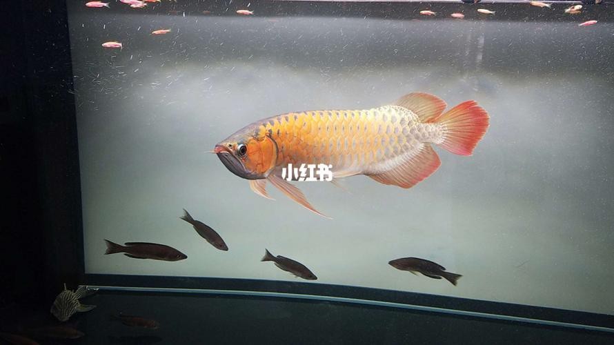 紅龍魚幼崽圖片大全