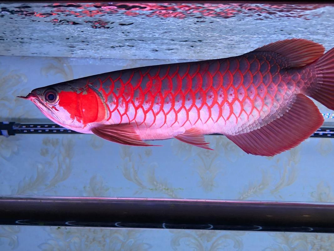 紅龍魚幼崽圖片大全