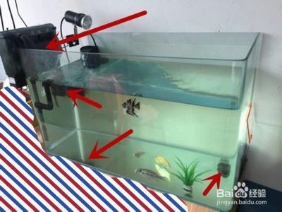 特魚氏魚缸安裝視頻：特魚氏魚缸安裝視頻的具體步驟 特魚氏魚缸安裝視頻：特魚氏魚缸安裝視頻的具體步驟 魚缸百科 第1張
