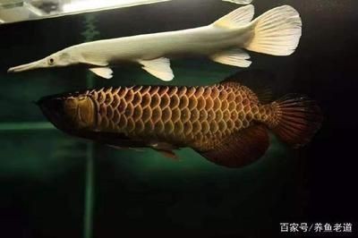 金龍魚(yú)發(fā)色食物排行（金龍魚(yú)發(fā)色最佳飼料品牌）