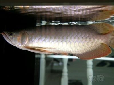 nec燈對龍魚有作用嗎：nec燈對龍魚發色的影響