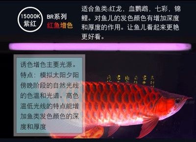 nec燈對龍魚有作用嗎：nec燈對龍魚發色的影響