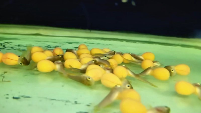 龍魚漁場中哪家性價比最高？