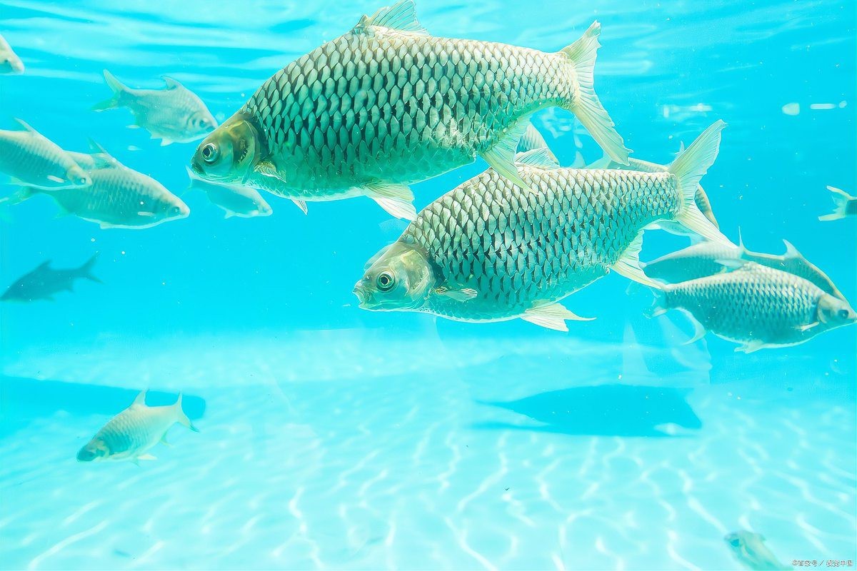 招財魚蒙眼最好治療方法 招財魚蒙眼最好治療方法 龍魚論壇 第2張