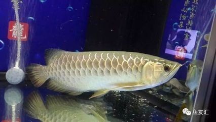 龍魚的白毛病怎么治療：龍魚不吃食什么原因