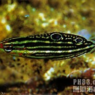 粉色龍魚有哪些品種