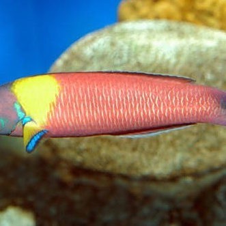粉色龍魚有哪些品種