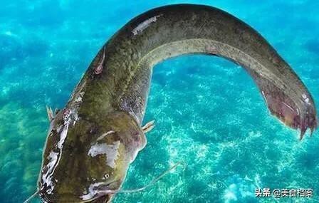 鯰魚和塘鲺的區別圖片