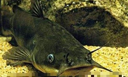 鯰魚和塘鲺的區別圖片