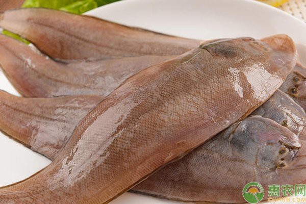 龍利魚的市場價格波動大嗎？