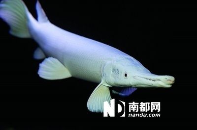 白化火箭和龍魚混養：白化火箭與龍魚混養請教-05-05-05-16]