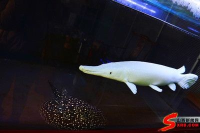 白化火箭和龍魚混養：白化火箭與龍魚混養請教-05-05-05-16]