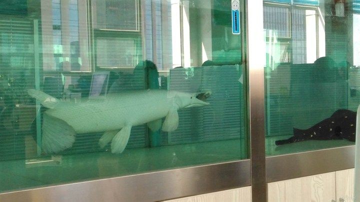 白化火箭和龍魚混養：白化火箭與龍魚混養請教-05-05-05-16]