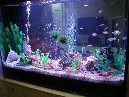 魚缸出水方式有哪些：魚缸出水口如何設置