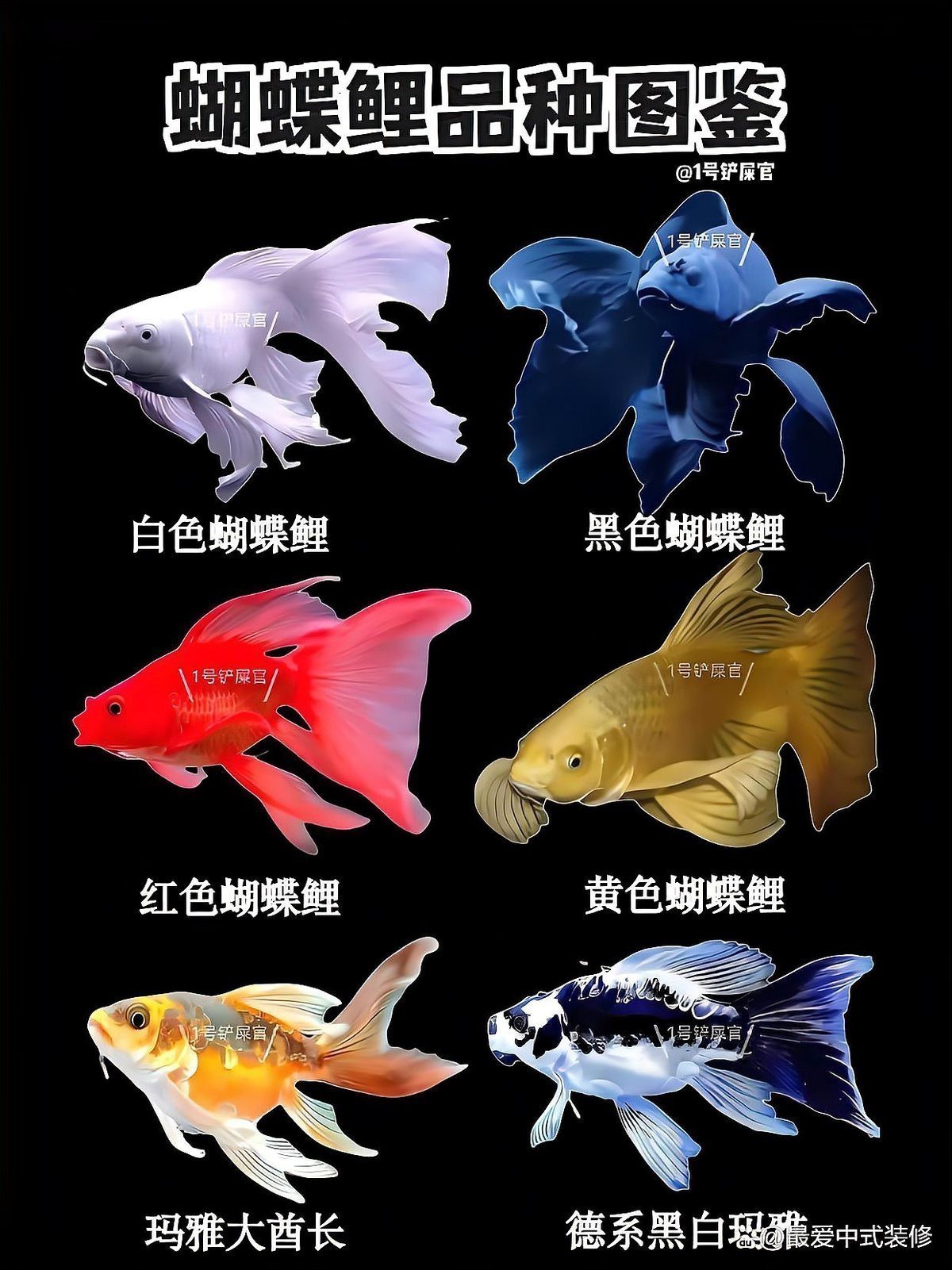 返祖蝴蝶鯉值得養(yǎng)嗎