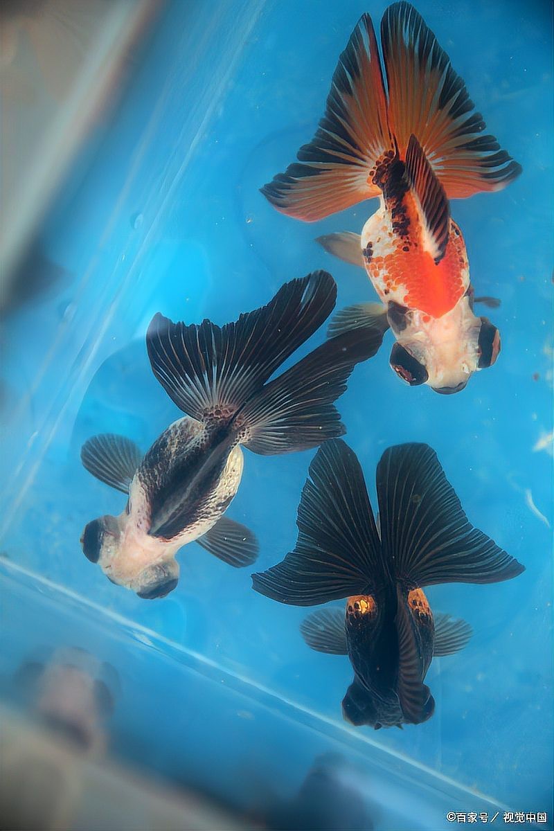 返祖蝴蝶鯉值得養(yǎng)嗎