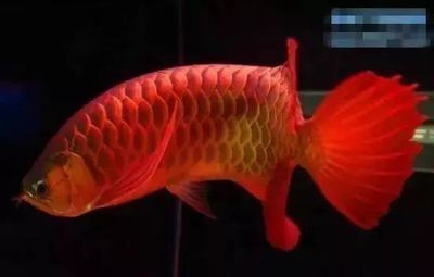 新加坡紅龍魚（新加坡紅龍魚價格大致在1000元左右）