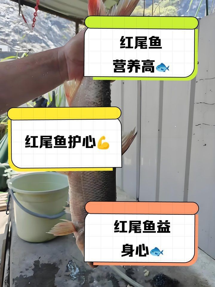 紅尾魚好處與壞處