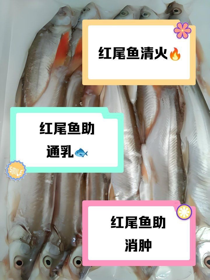 紅尾魚好處與壞處