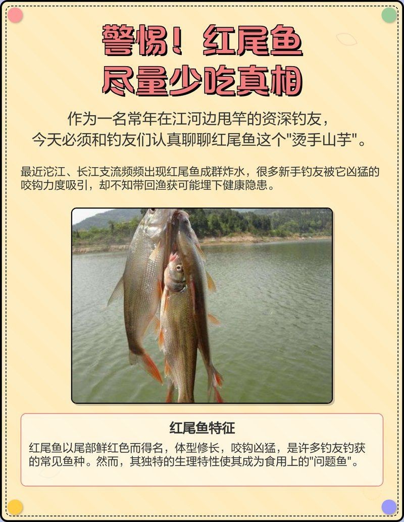紅尾魚好處與壞處
