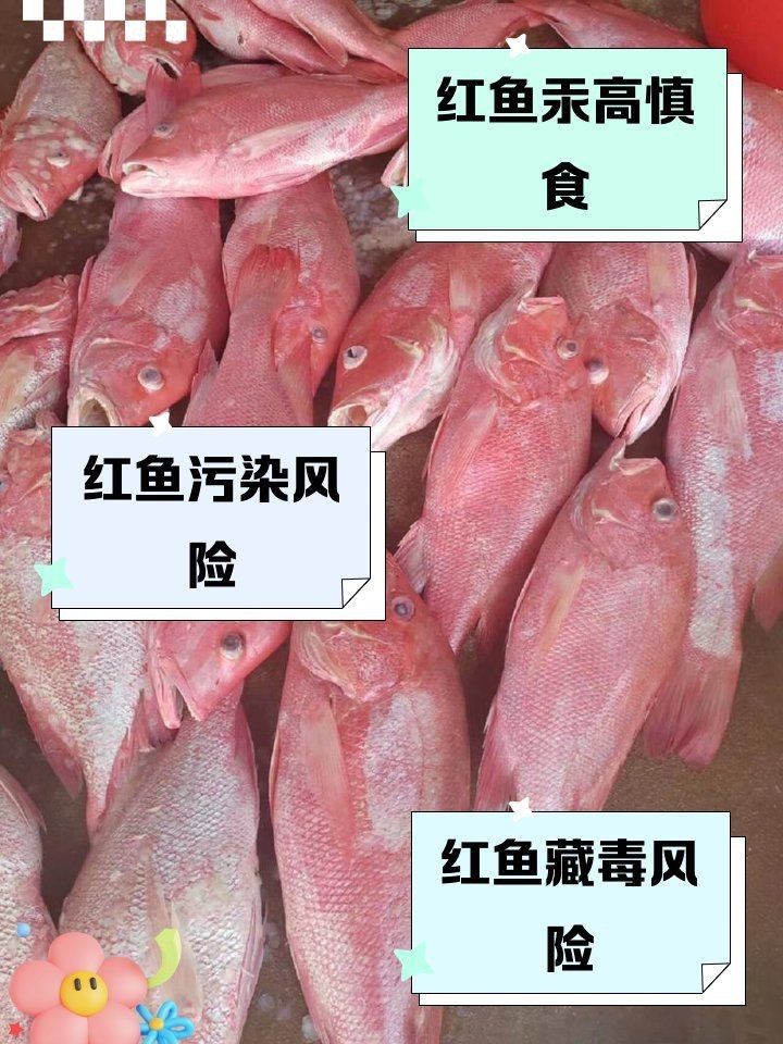 紅尾魚好處與壞處
