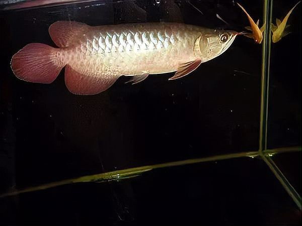 紅龍魚發色測試圖