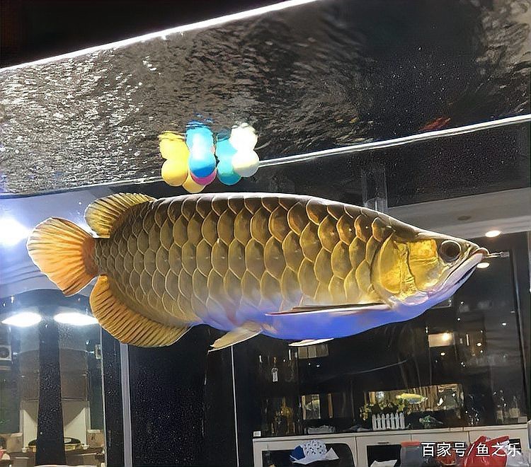 紅龍魚發色測試圖