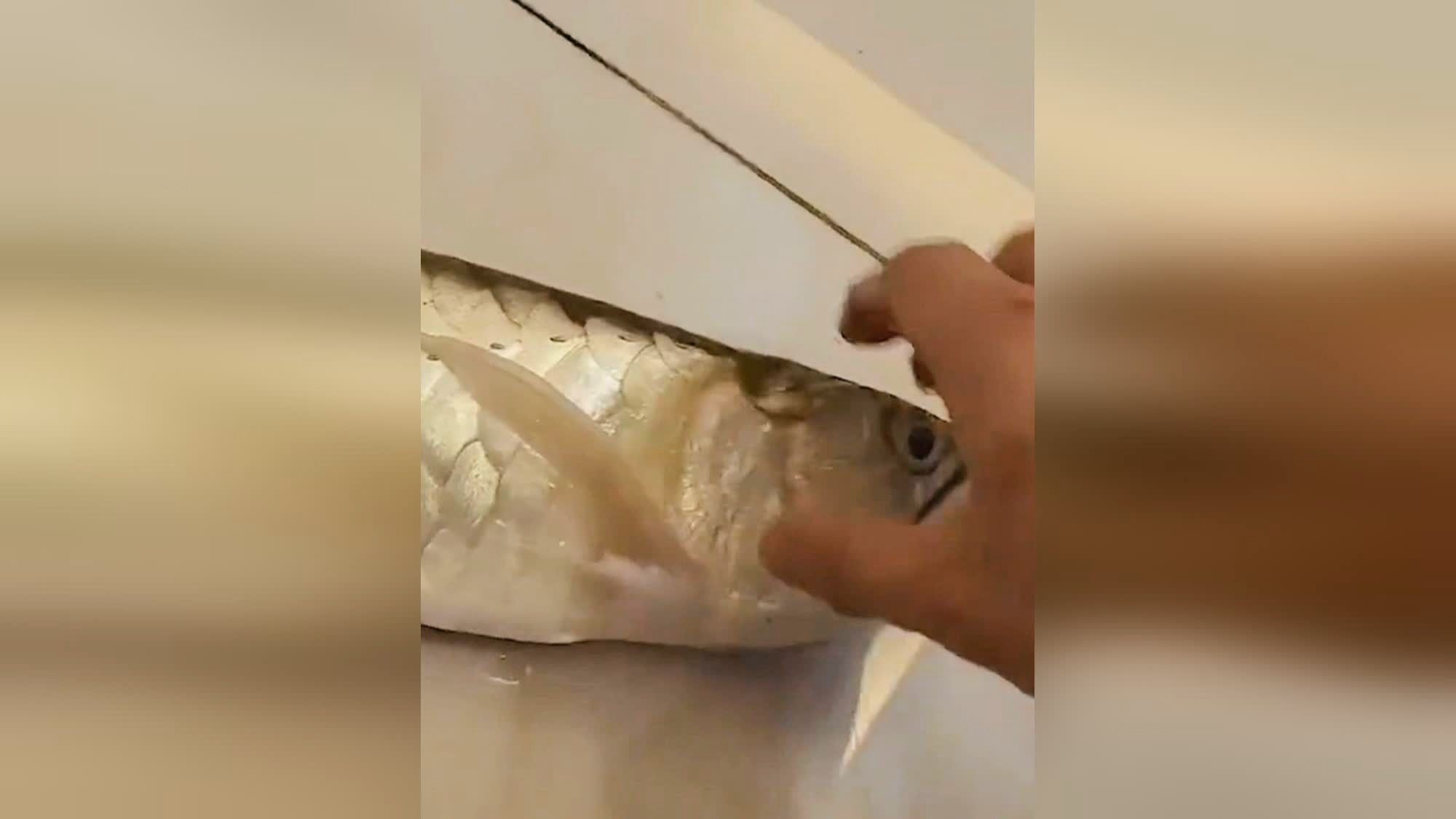 今年龍魚價格下跌了嗎（2023年金龍魚價格出現下跌以下是詳細的分析）