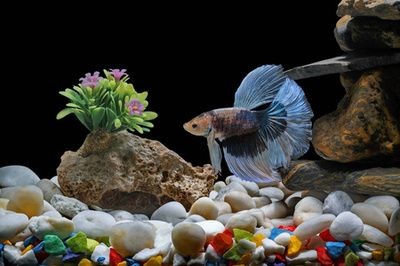 阜新蒙古族自治縣福興地鎮魚美樂花香閣
