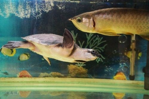 豬鼻龜能和龍魚一起養嗎圖片