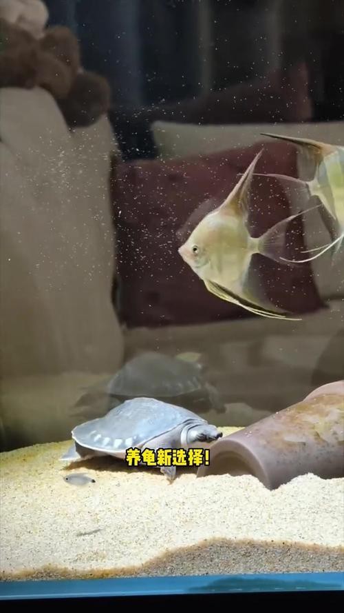 豬鼻龜能和龍魚一起養嗎圖片