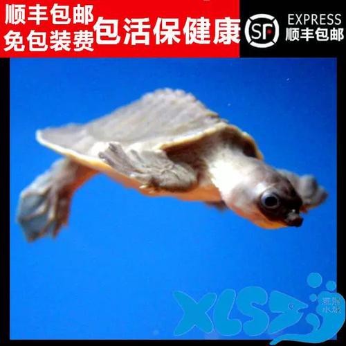 豬鼻龜能和龍魚一起養嗎圖片