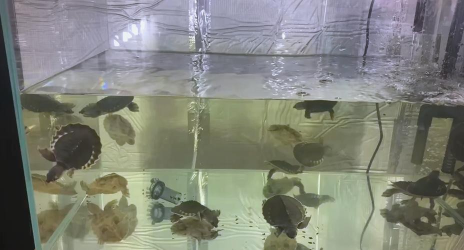 豬鼻龜能和龍魚一起養嗎圖片