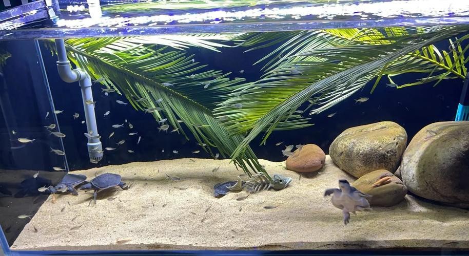 豬鼻龜能和龍魚一起養嗎圖片