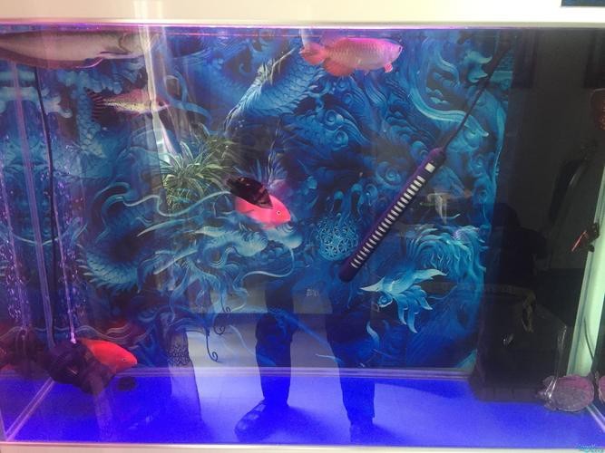 豬鼻龜能和龍魚一起養嗎圖片