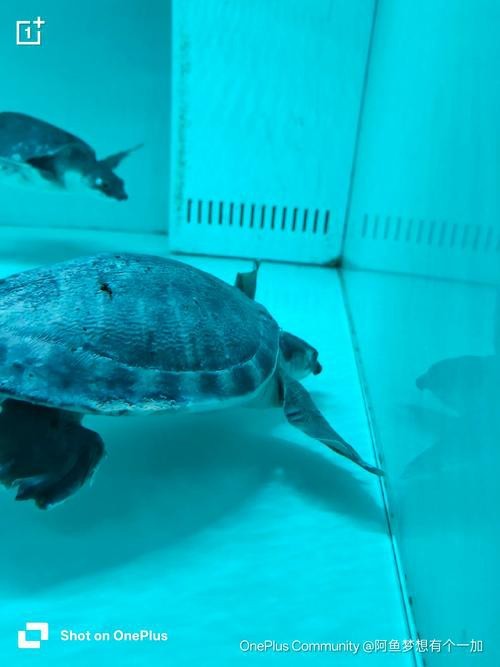 豬鼻龜能和龍魚一起養嗎圖片