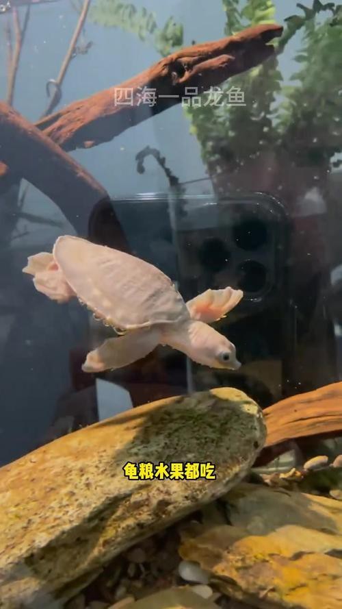 豬鼻龜能和龍魚一起養嗎圖片