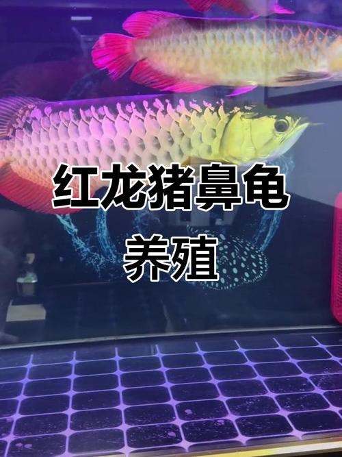 豬鼻龜能和龍魚一起養嗎圖片