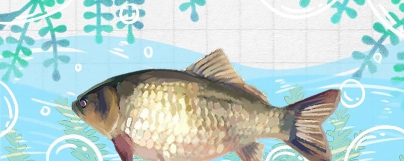 怎么在大缸里養野生鯽魚
