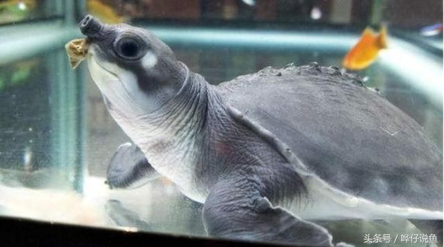 魚缸疾病綜合防治策略面對魚缸疾病綜合防治策略面對魚缸疾病：魚缸水發(fā)白怎么辦