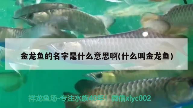 東莞市南城馨生鮮花店