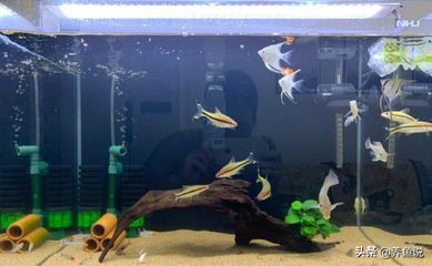 魚缸過濾器咋安裝（魚缸過濾器咋安裝,清洗相關部件如有需要（如有需要））
