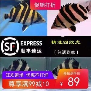 在哪買龍魚便宜點：天津花鳥魚蟲市場購買龍魚線上購買渠道和購買渠道